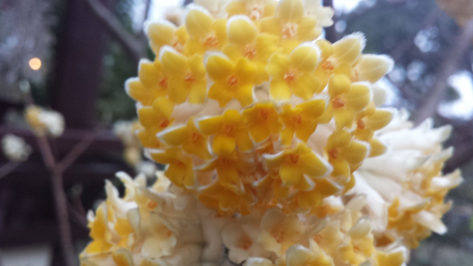 ^Yellow cherry blossoms, I think. Maybe?