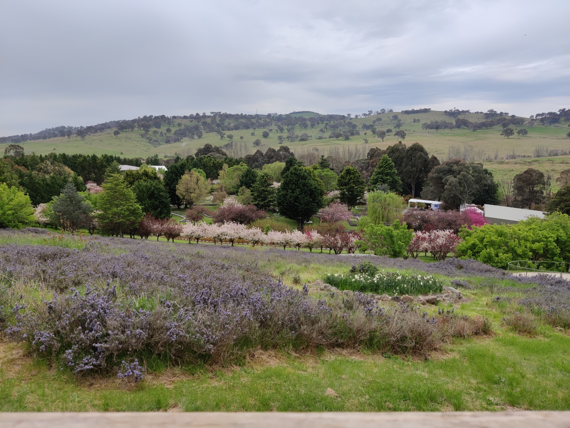 Tulip Top: Sutton/Bywong, AUSTRALIA.jpg