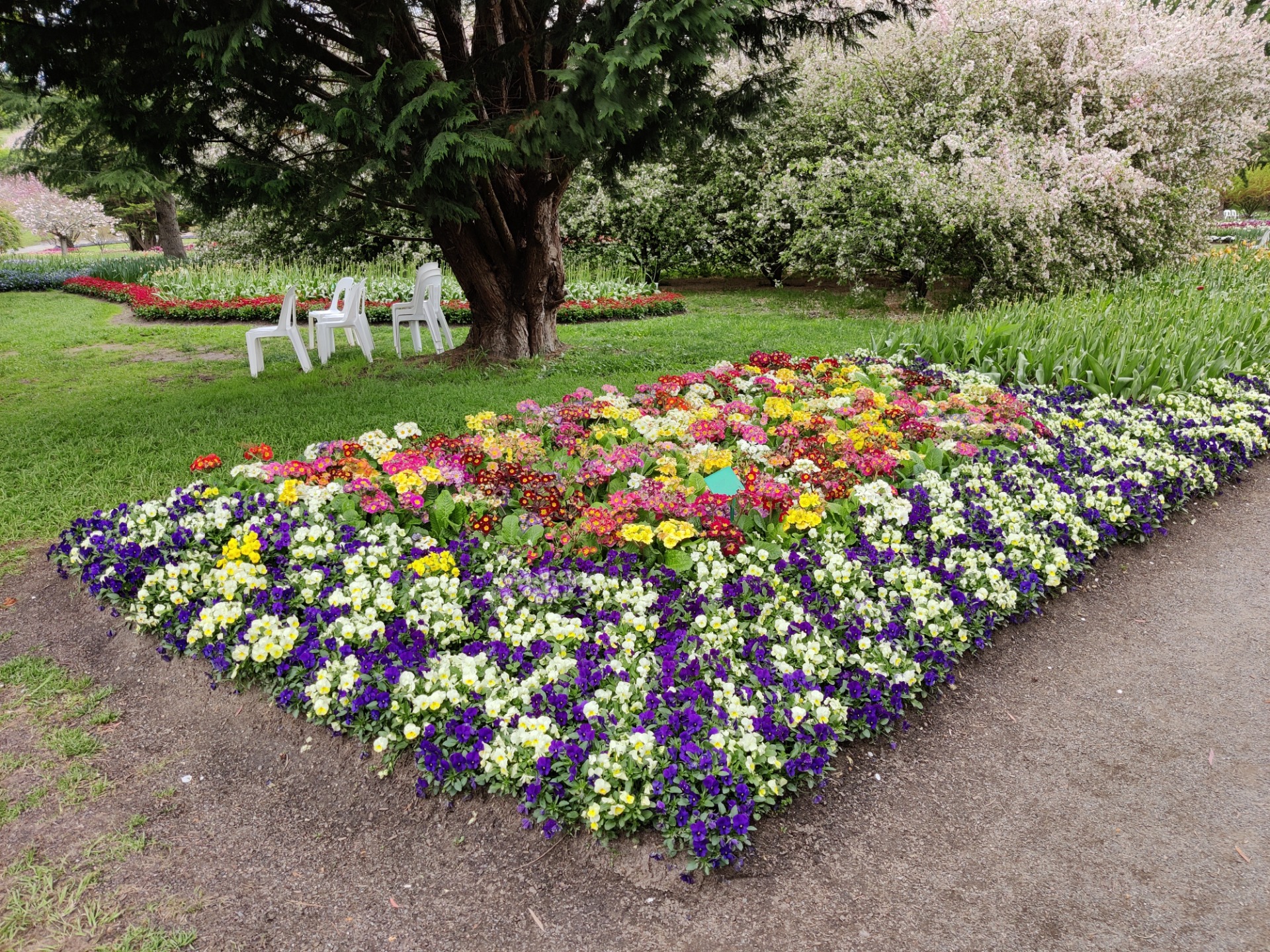 Tulip Top: Sutton/Bywong, AUSTRALIA.jpg