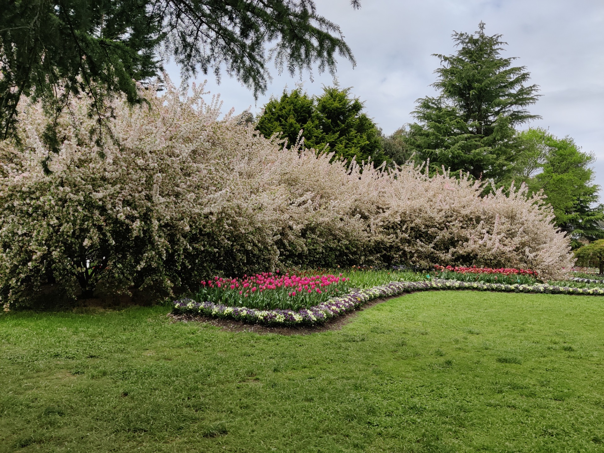 Tulip Top: Sutton/Bywong, AUSTRALIA.jpg
