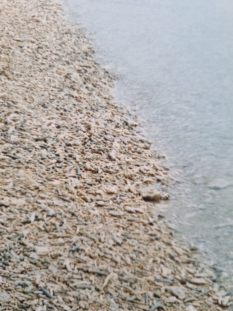 It was incredibly beautiful. From the sandy white beaches to the washed-up coral beaches (like above), I was seeing things there I had never seen before. (The washed-up coral was courtesy of the nearby, world-renowned, Great Barrier Reef.)