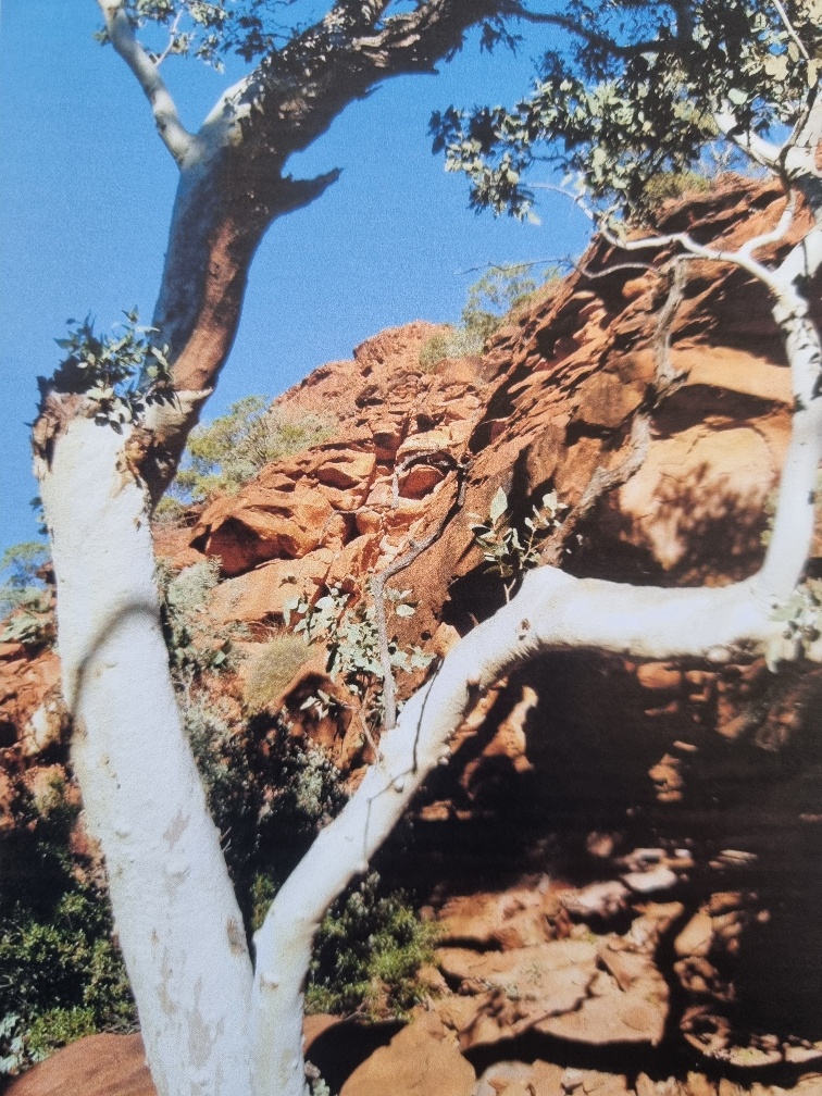 More ”west macs”? Not sure. But the rocks are pretty! And check out that eucalypt! (The Aussies reading this will know what that means, but for the rest of you... that’s the light coloured big TREE in the foreground!)
