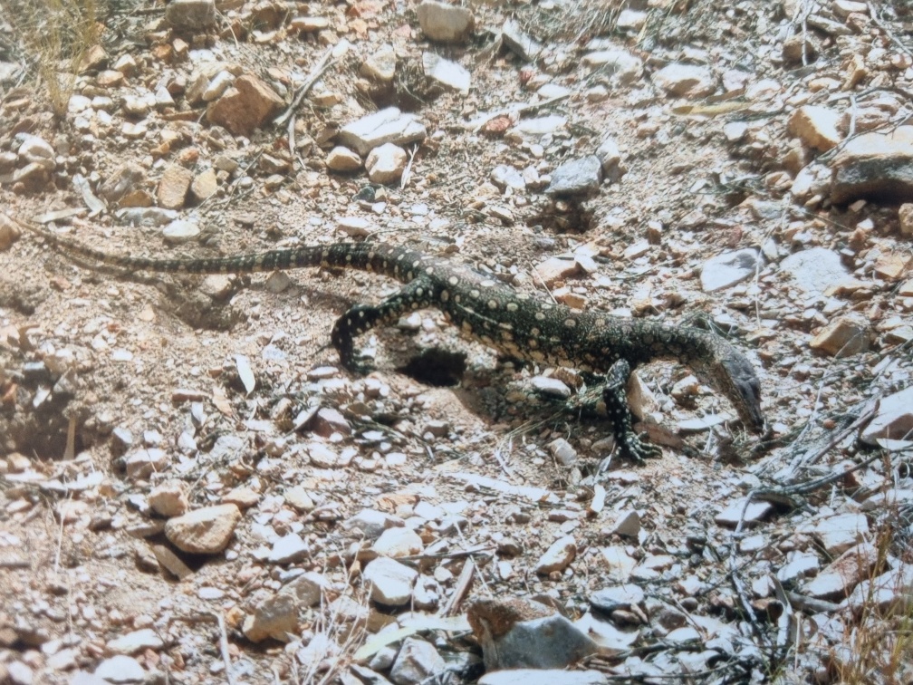 This baby is a Lace Monitor, also known as a Goanna. I call it a baby, but from a look at the size of it, it’s probably a teenager. Something to be terrified of it you’re a small mammal but usually they’re more scared of humans than we need to be of them (as Aboriginal people used to - and in some places still do - hunt them for food). While they can’t eat us, if cornered or scared, they could definitely hurt the tender skin of a human being with their very strong claws they use to climb. Usually, when they see, hear or smell a human being, they scamper straight up the nearest big tree they can find!
