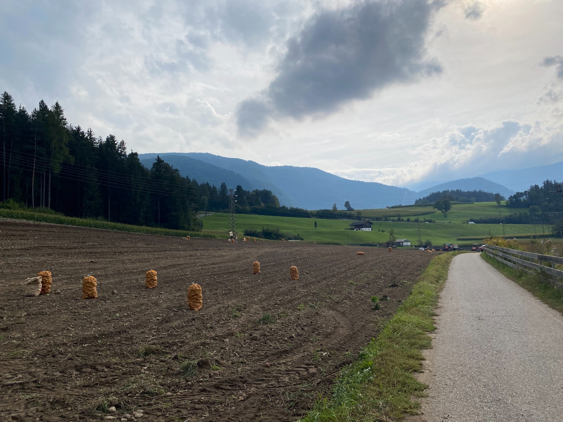 Potatoes are ready to be put in the cellar for the winter
