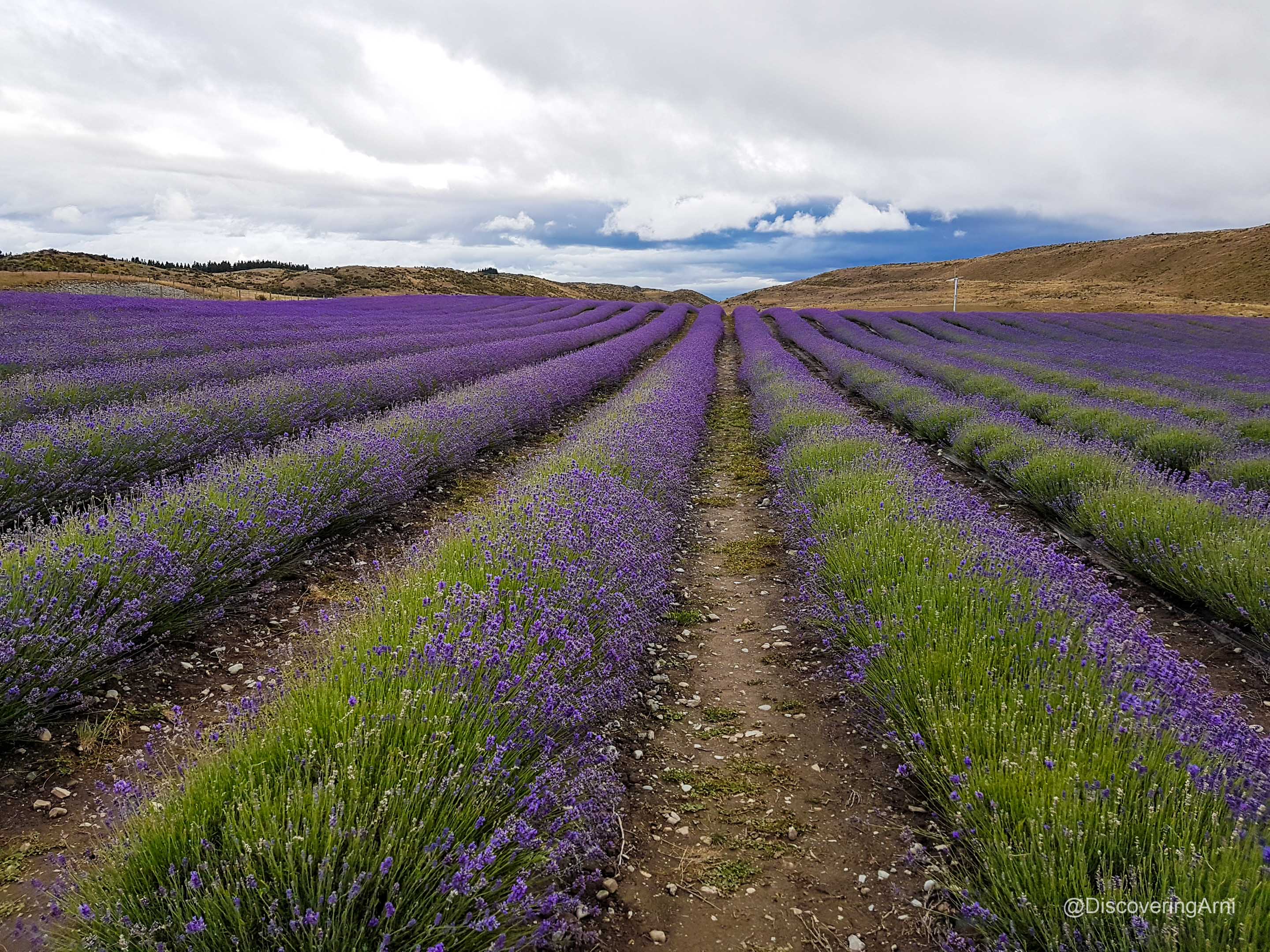 discoveringarni%2F20201030T062859444Z-Lavender%20Twizel.JPG