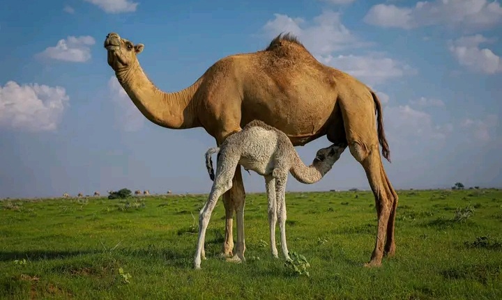 Hargeisa