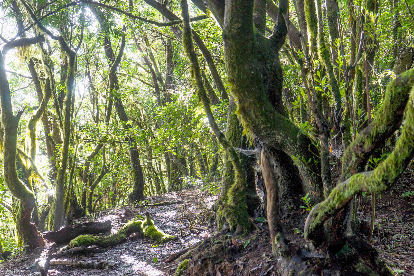 La Gomera Hike #4: El Cedro