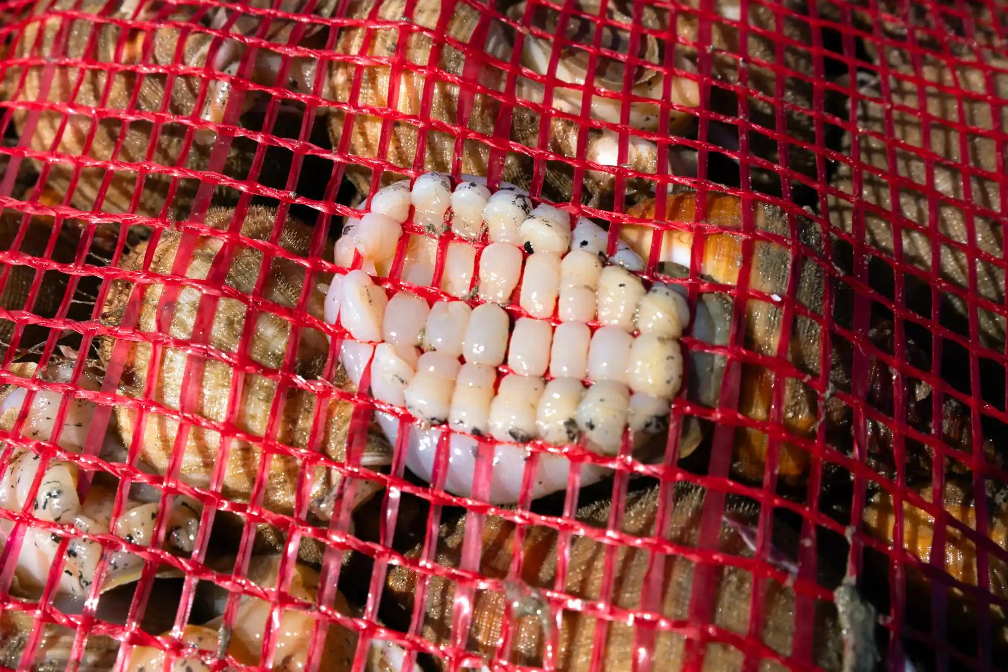 Whitstable Oyster Company Farm Tour
