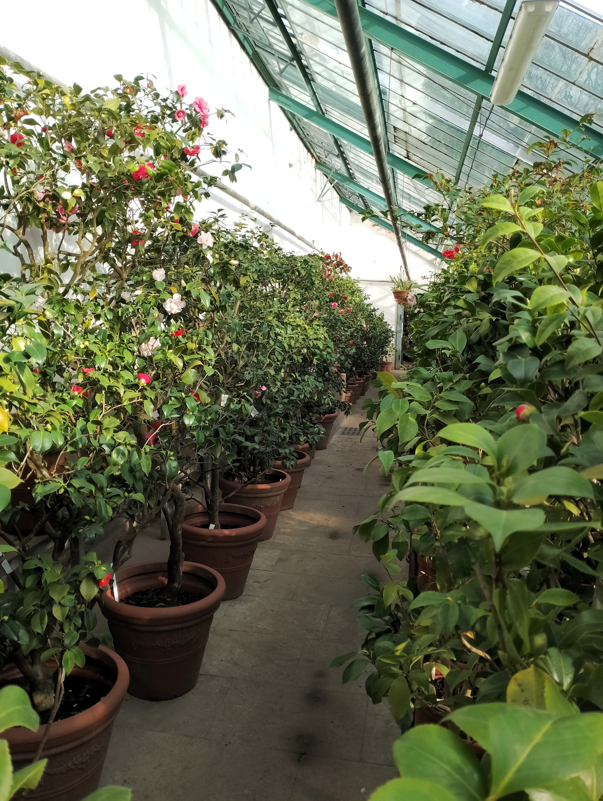 Zimní výlet za kaméliemi; A Trip to a Beautiful Camellia Exhibition