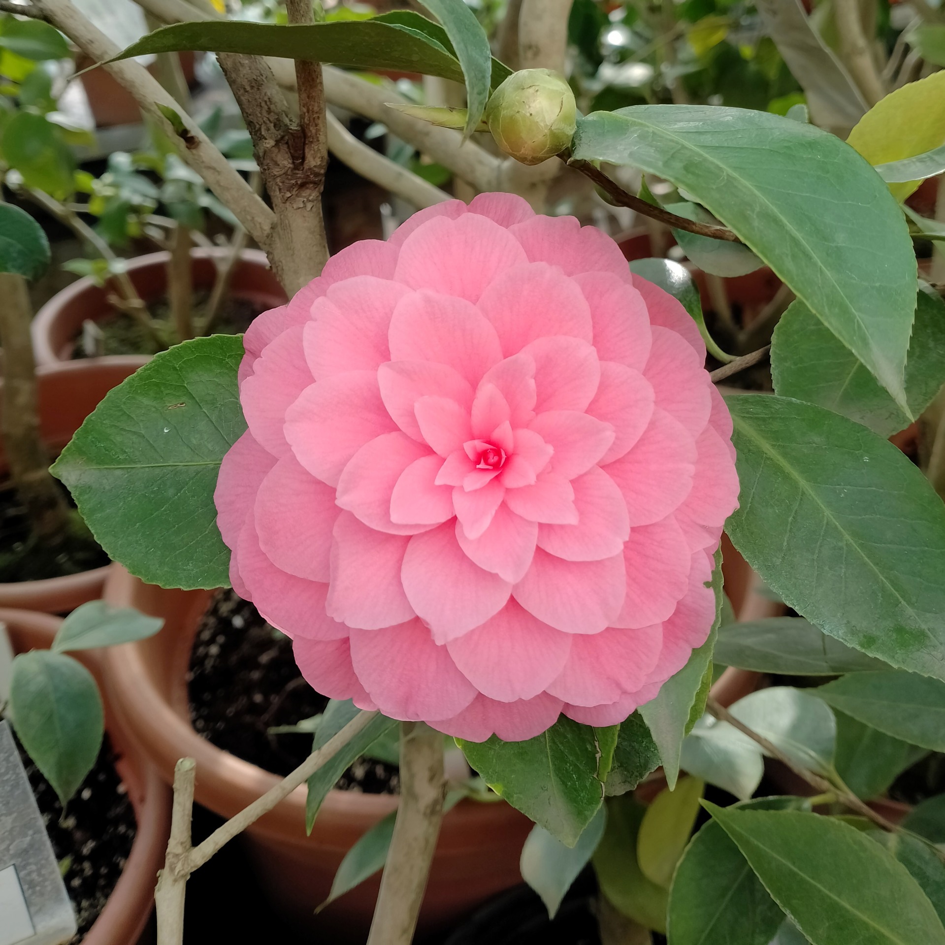 Zimní výlet za kaméliemi; A Trip to a Beautiful Camellia Exhibition