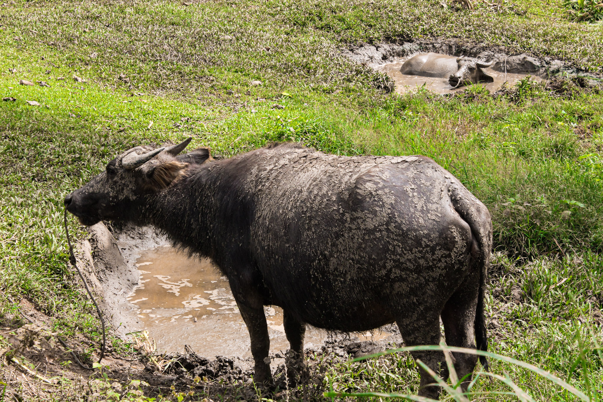 A snob Carabao.