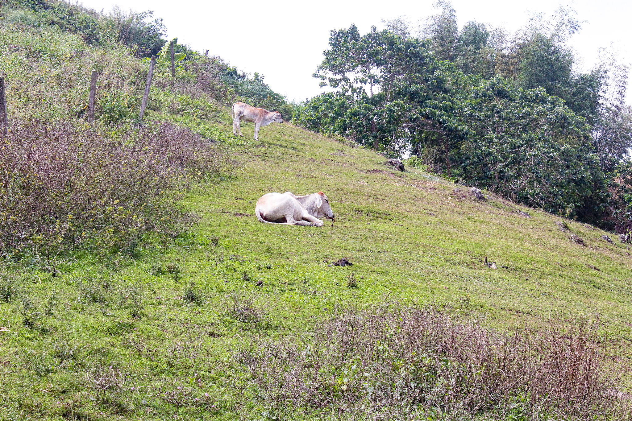 A different angle of the lovely hill near Calbasaan
