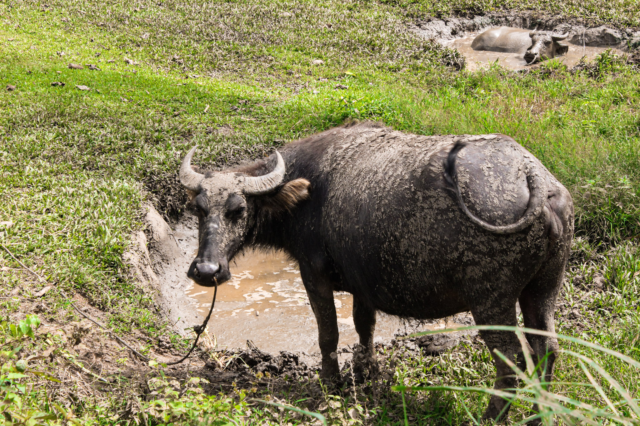 Finally got this Carabao’s attention.