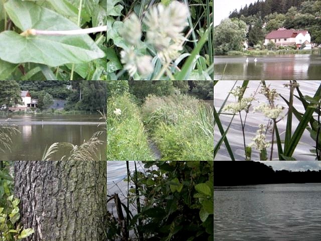 Starý rybník-fotomozaika.jpg