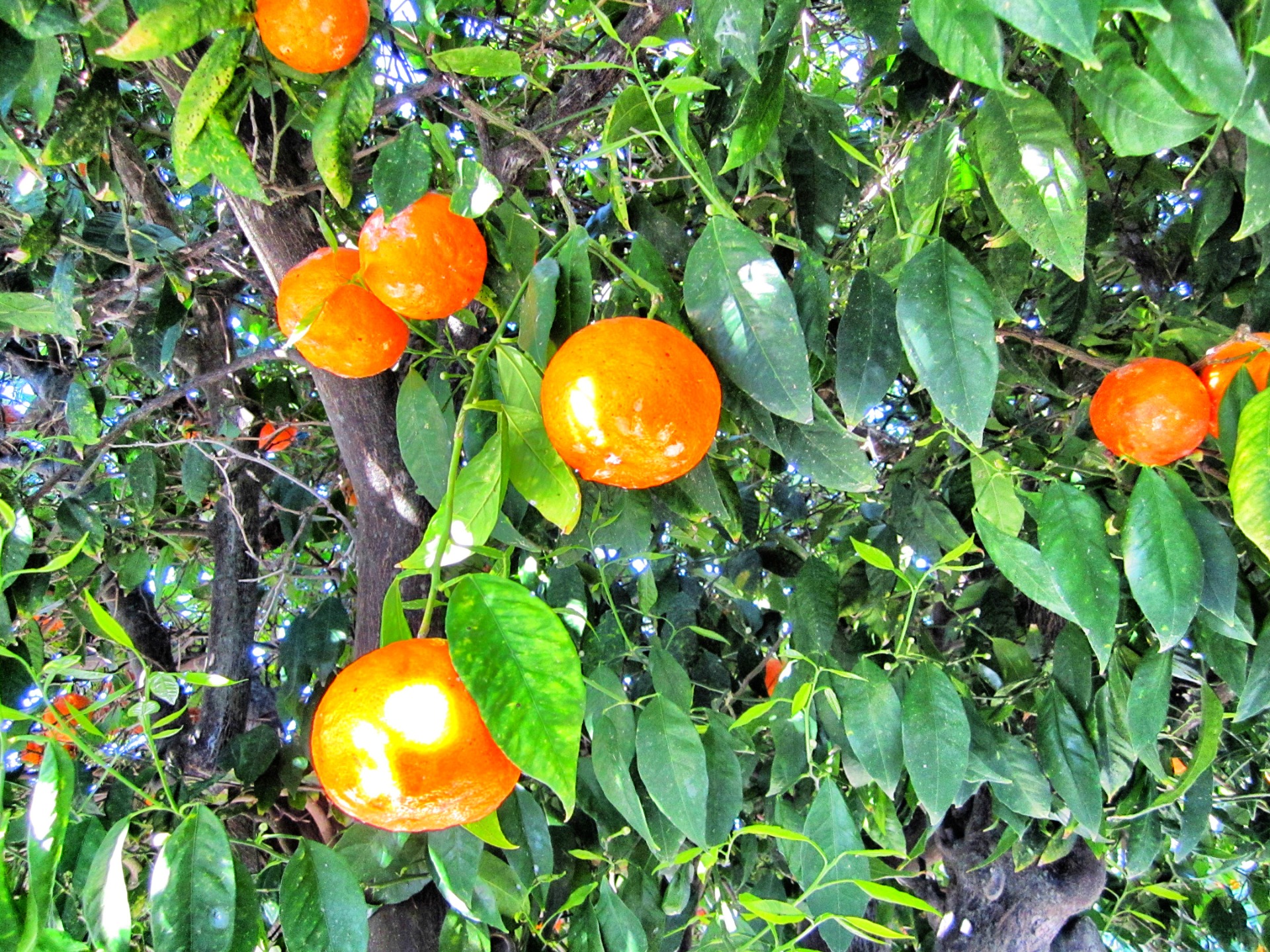 Orange tree roads