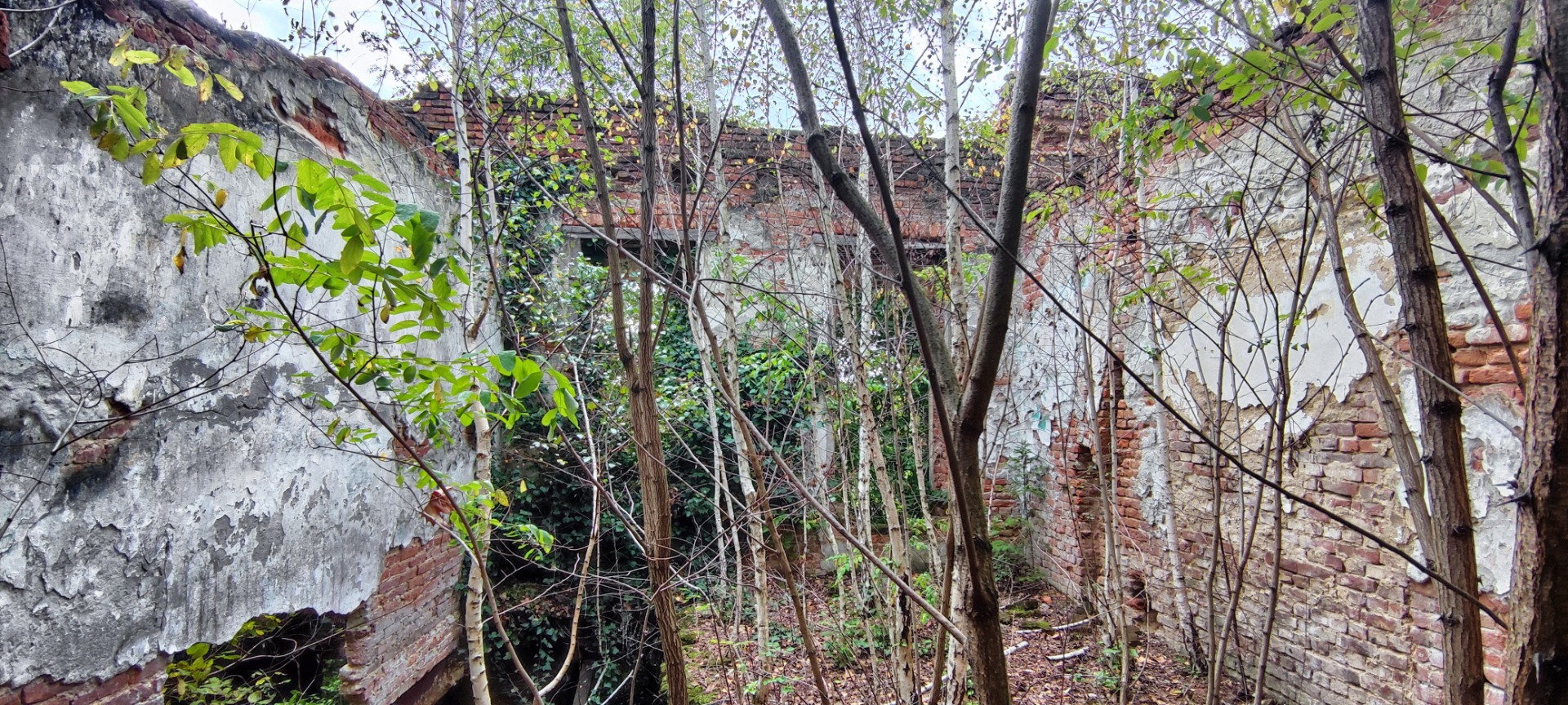 A jungle in the backyard