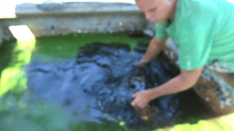 Lloyd capturing a turtle