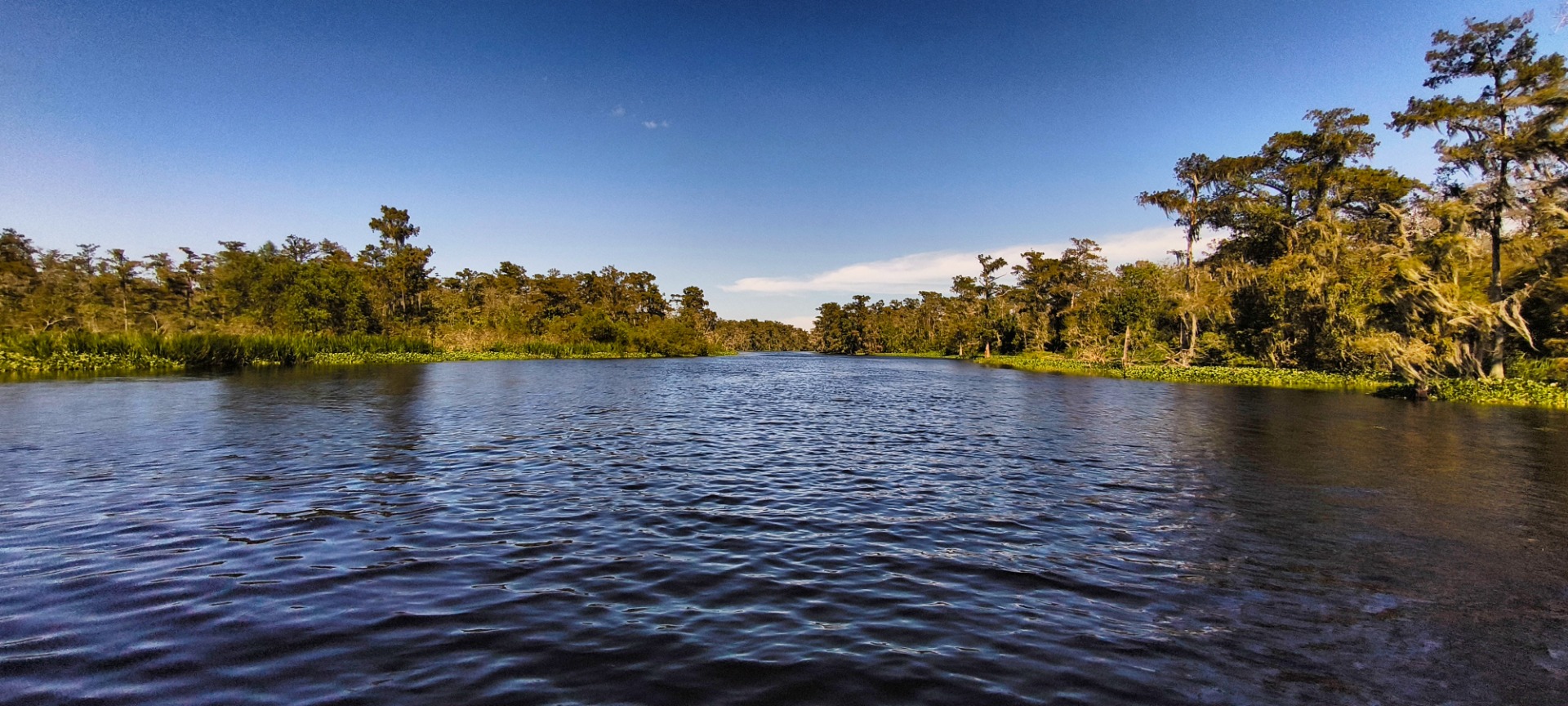 The Bayou near Zam’s Swamp Tours