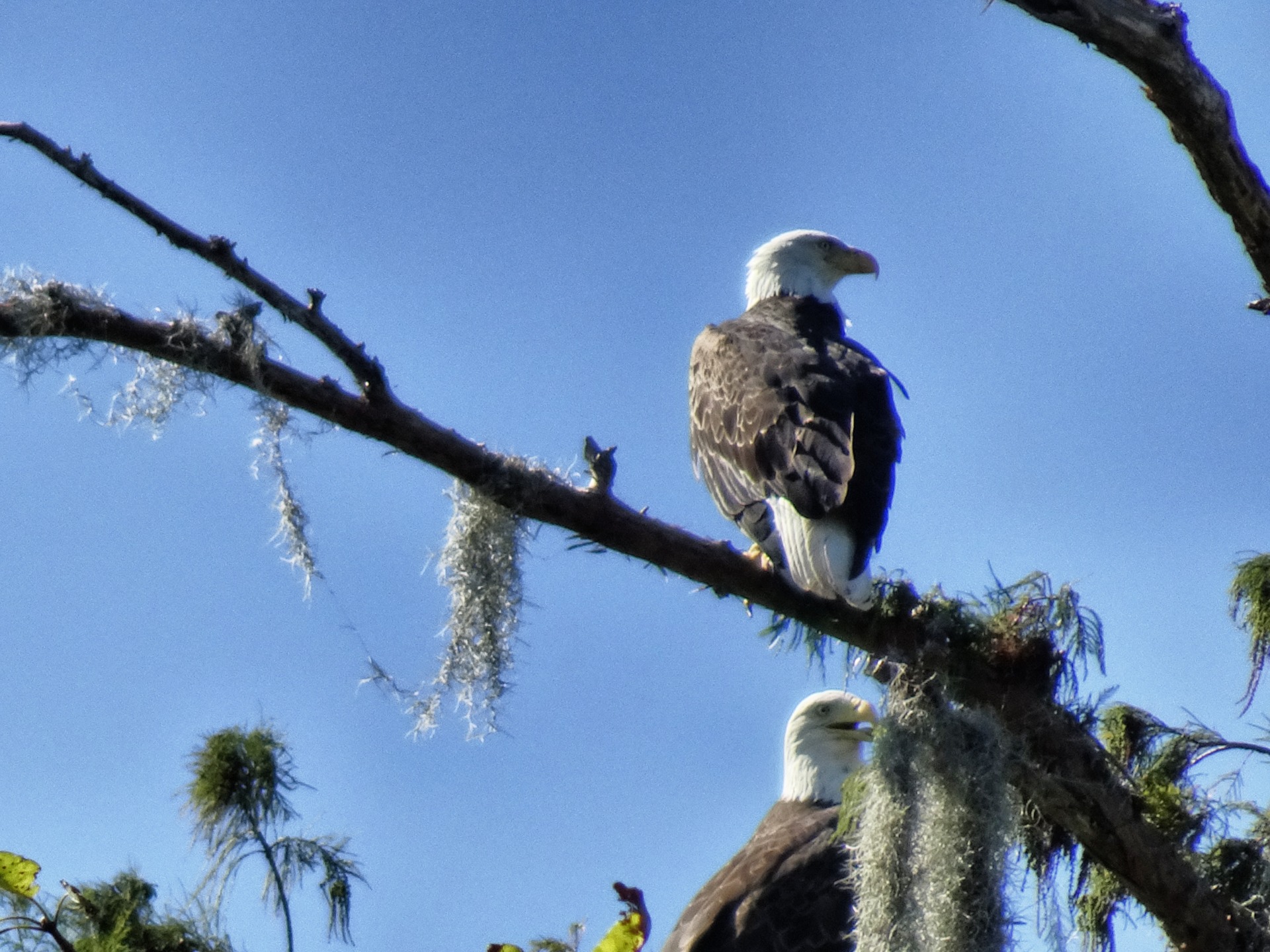 The eagle is watching