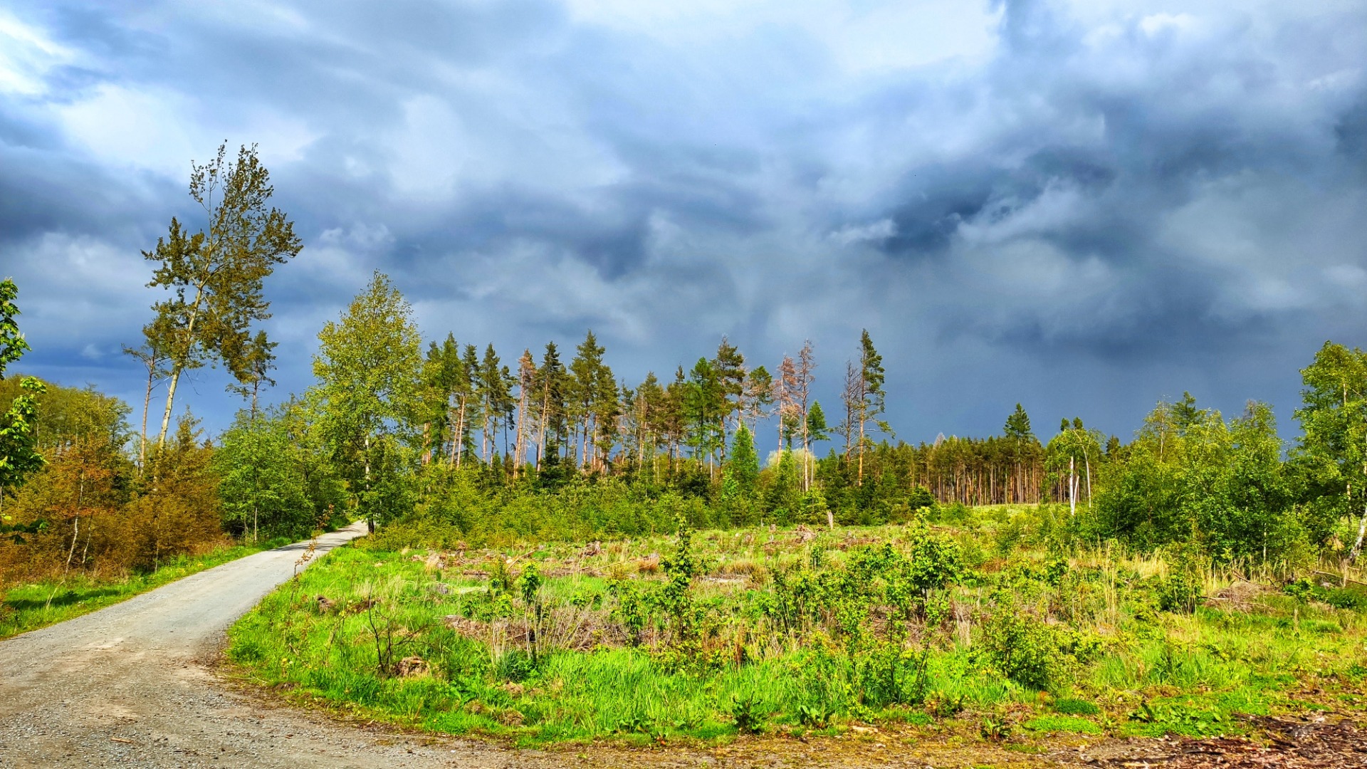 Outside the area the wonderful woods of Harz are waiting for hikers