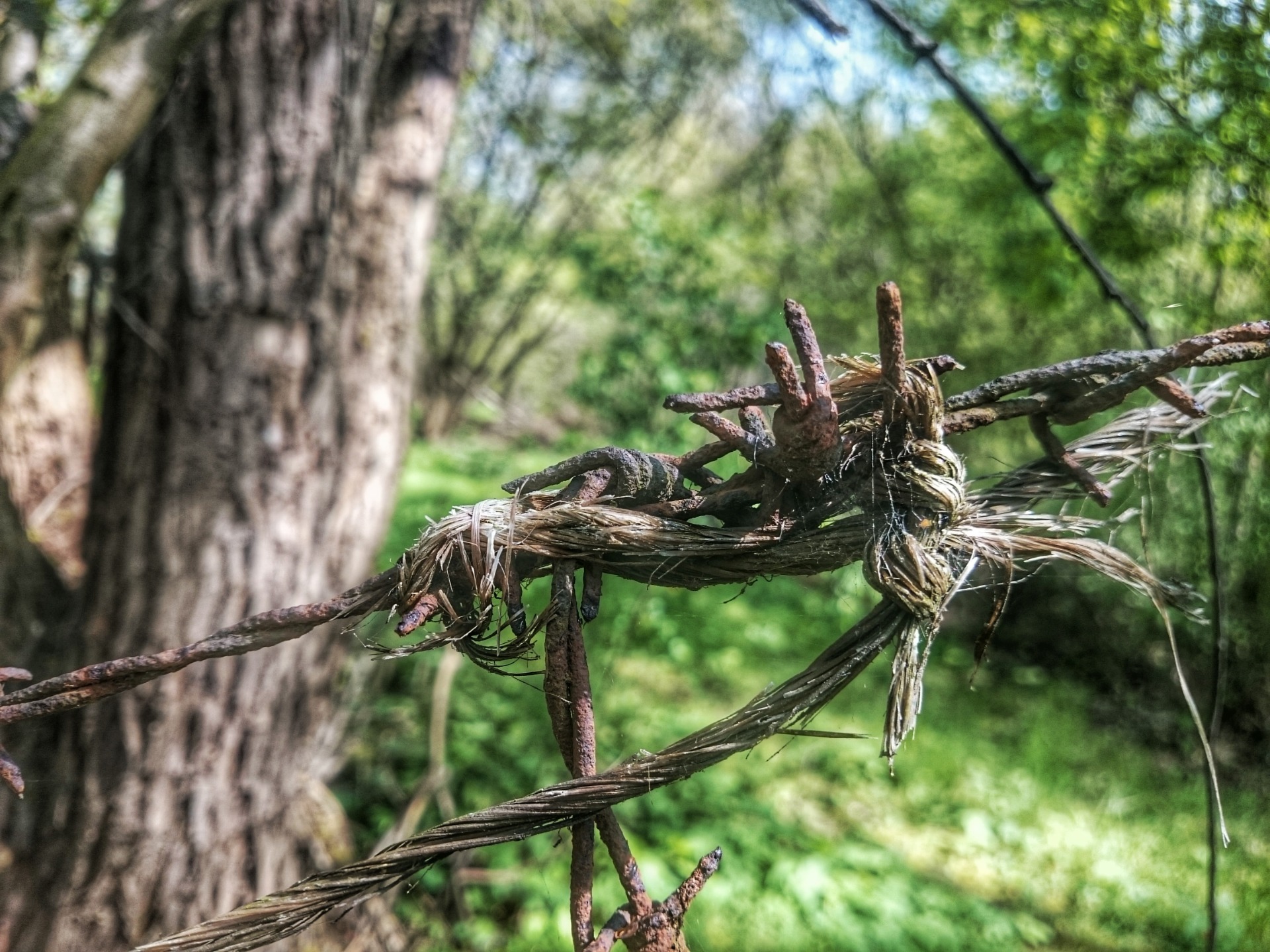 Barbed wire, maybe from the Nazi era