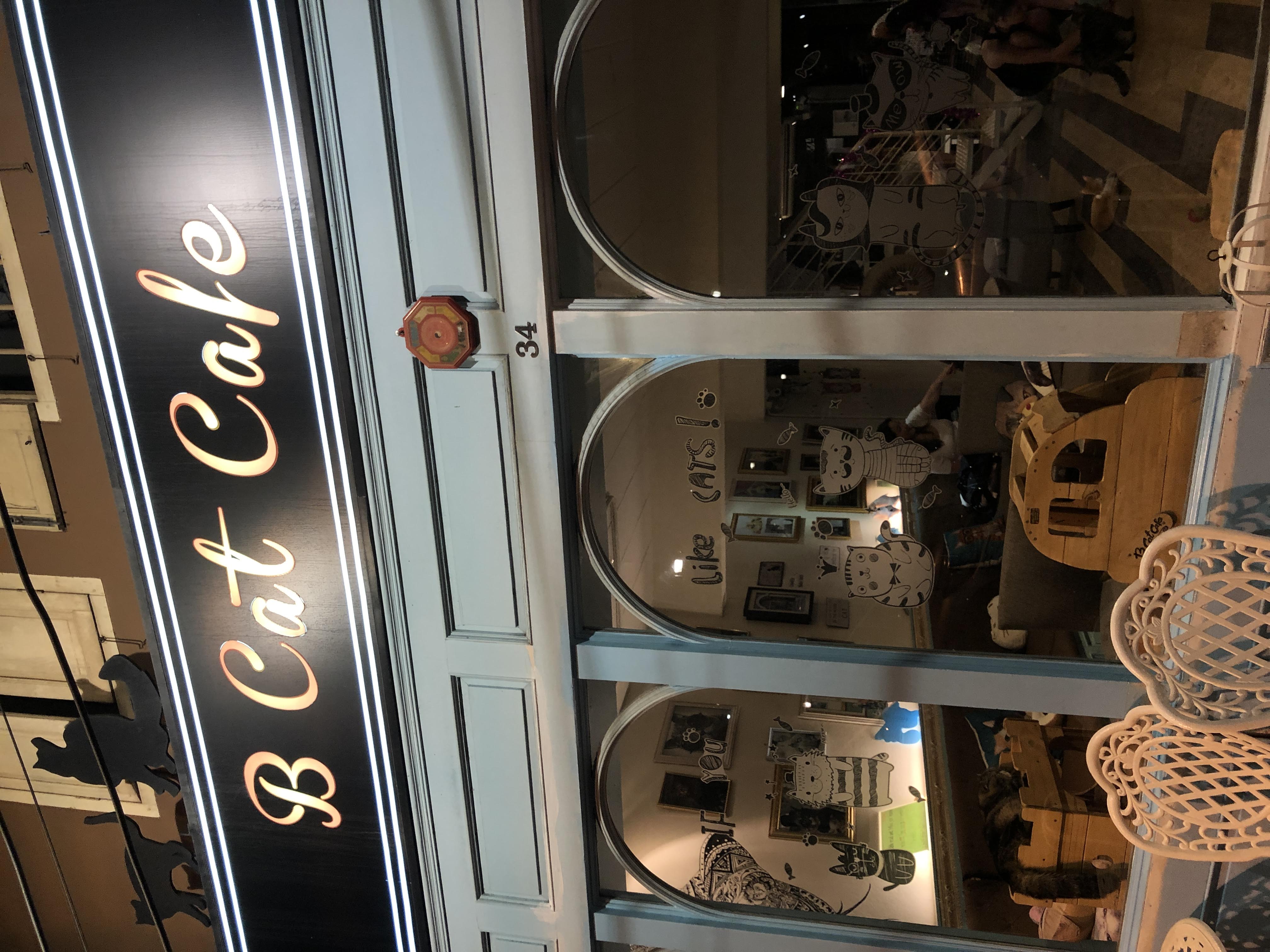 I always search out for cat cafes wherever I travel.