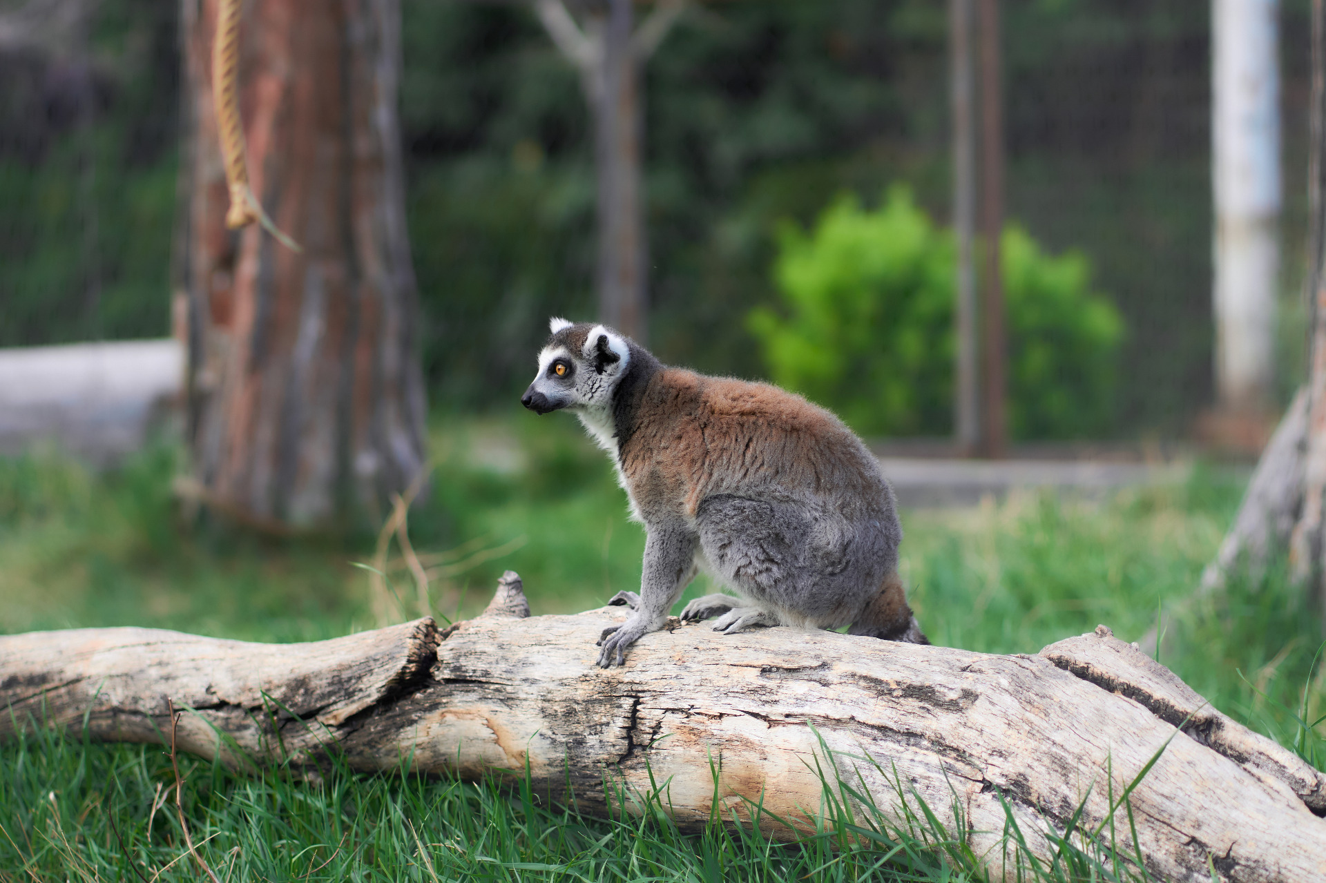 Exploring Tbilisi Zoo: The real animals here were the people