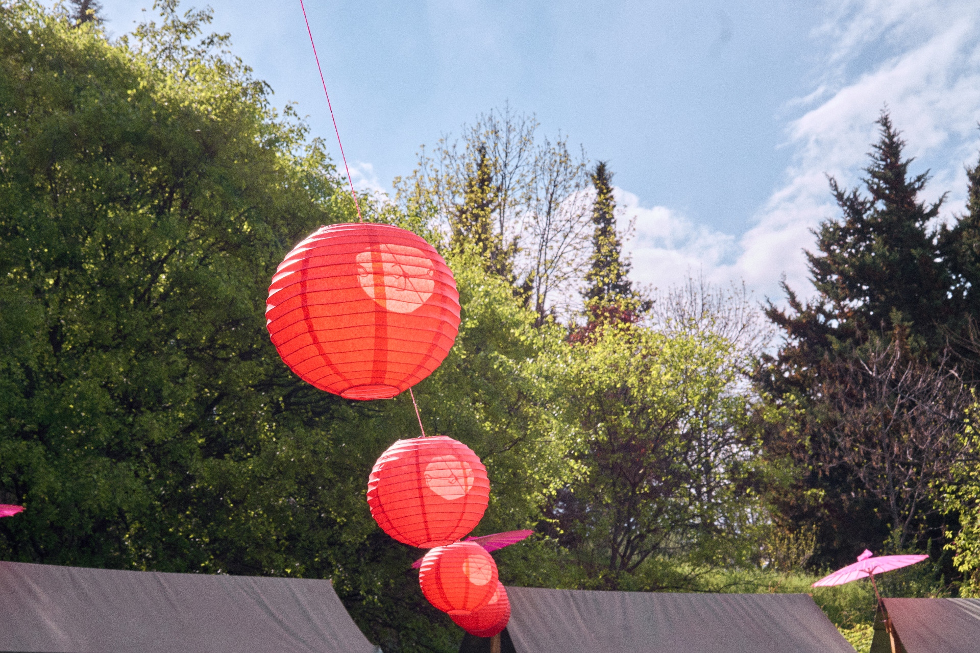 Exploring the Sakura Blossom Festival in Tbilisi Botanical Garden