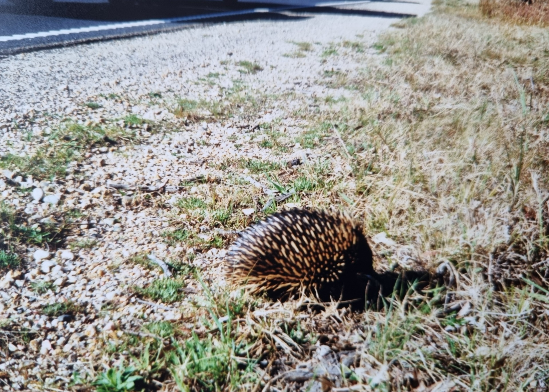An Echidna