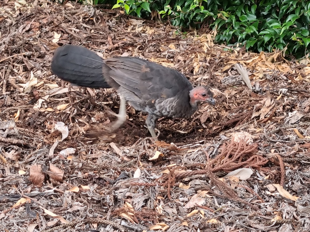 A bush turkey building a nest.