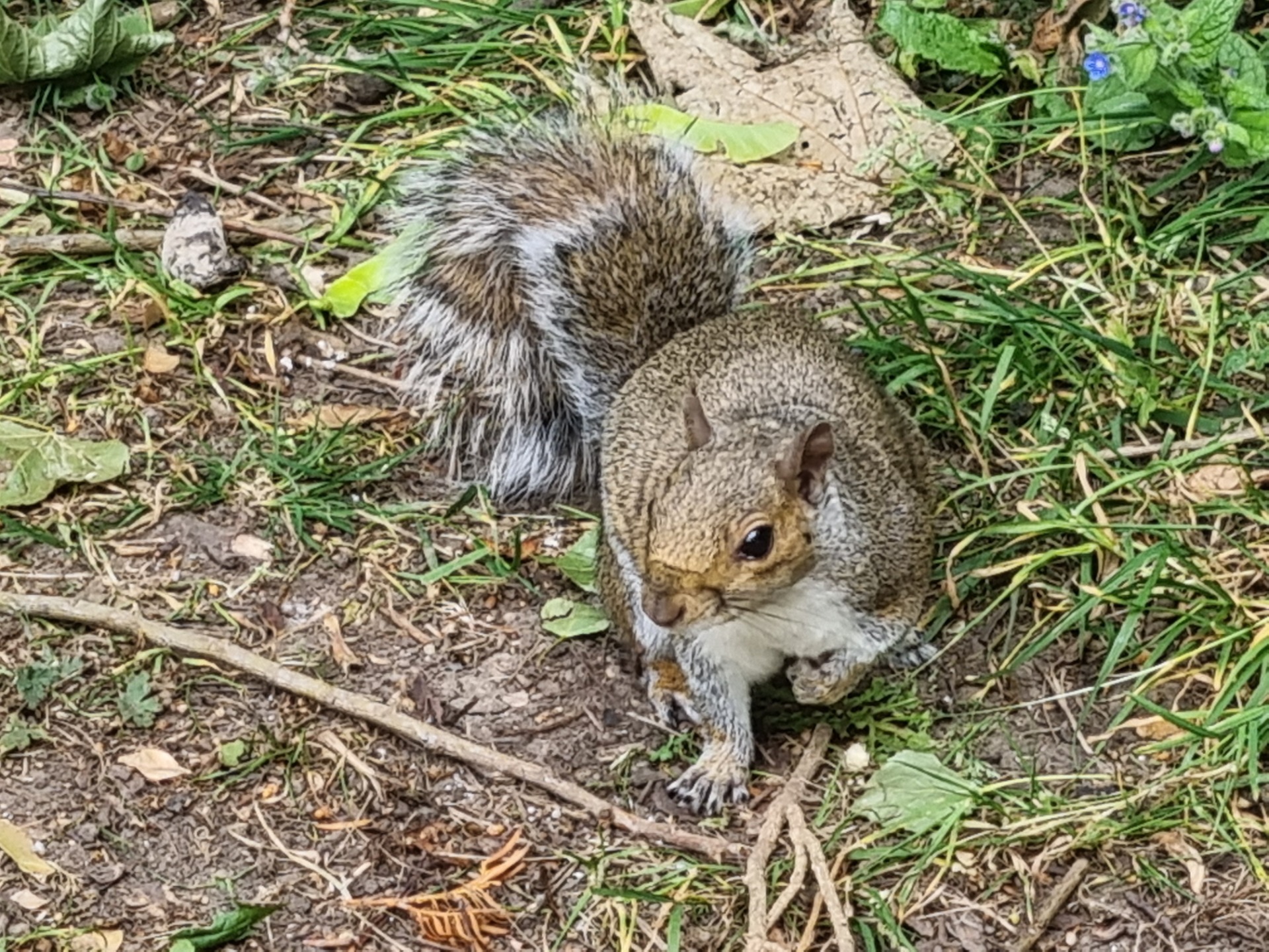 Even the squirrels looked pretty posh and well fed.