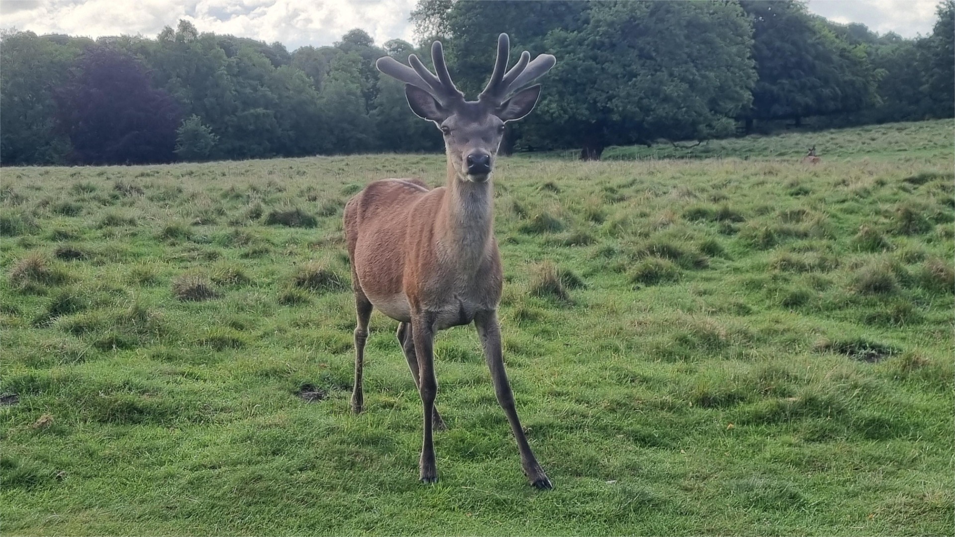 I did a bit of a run inside Tatton park with my Cousin, the deer were just waking up and on the move.
