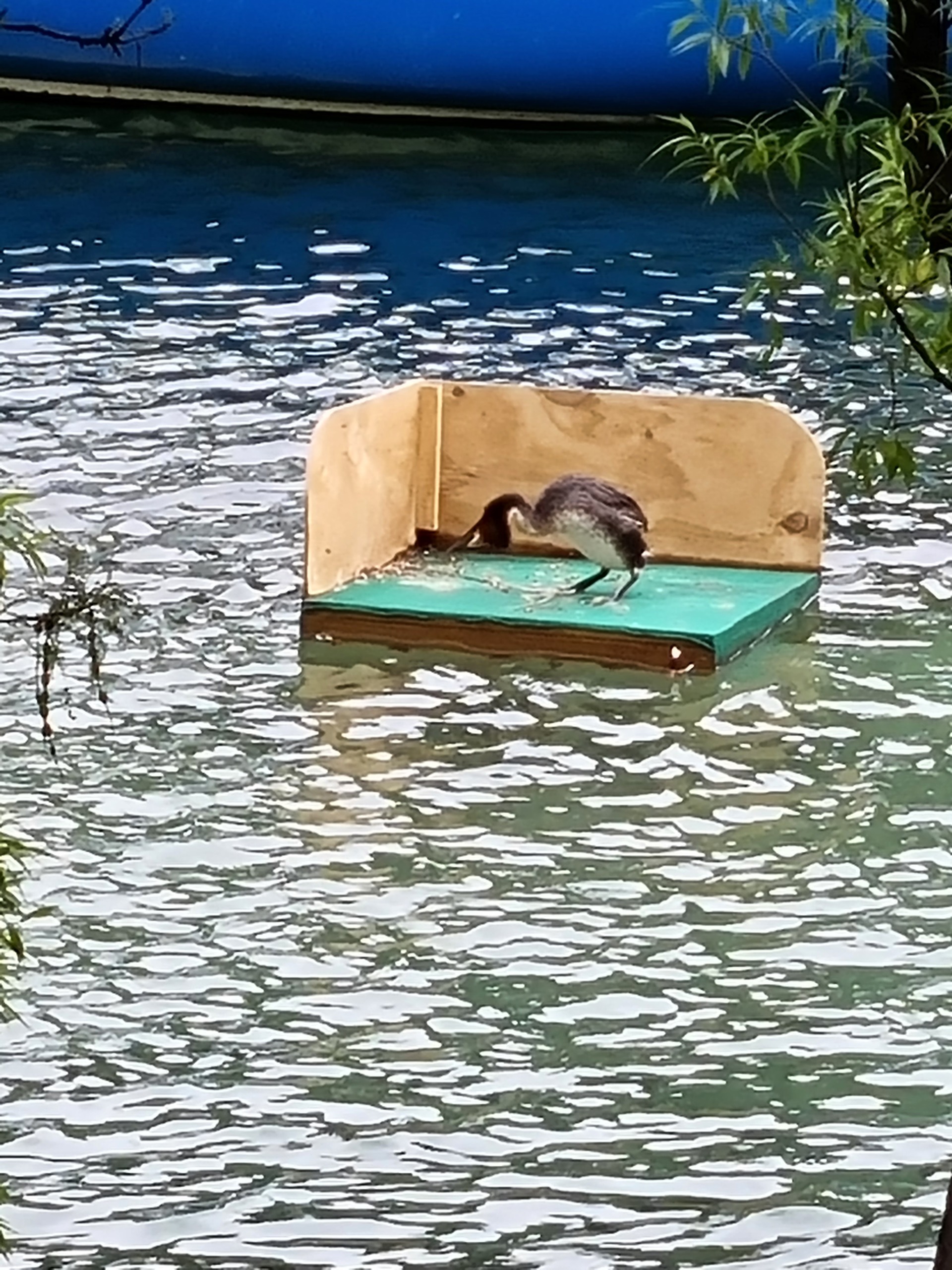 A rare Australian water bird was visiting as well.