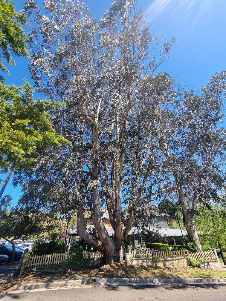 There was this massive tree outside that looked as old as the inn. There were a few other cool looking building on the main street of town too but we did not have enough time to check them all out properly.