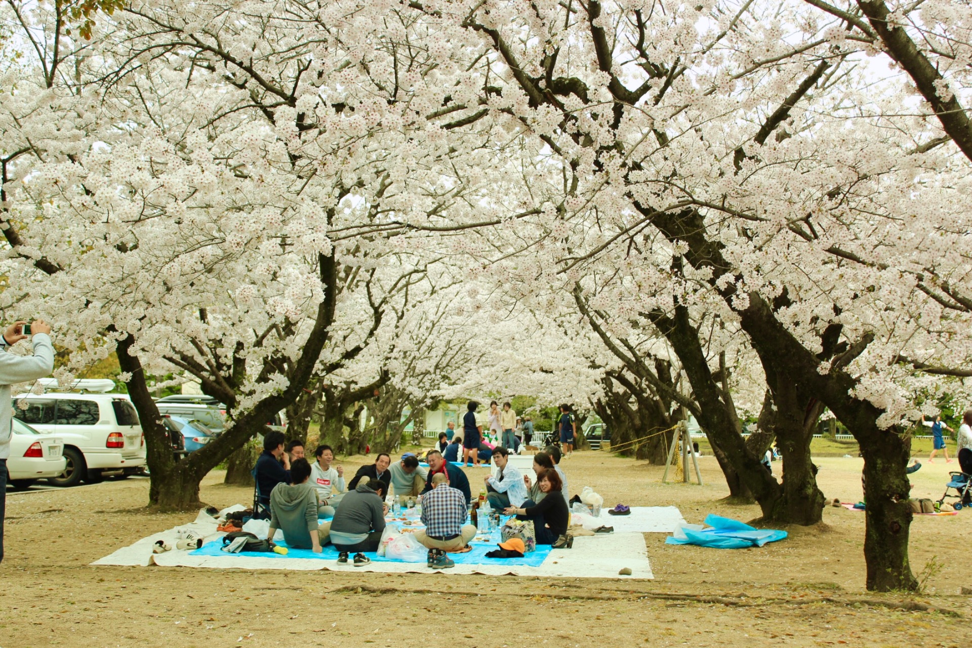 Ohanami (お花見)