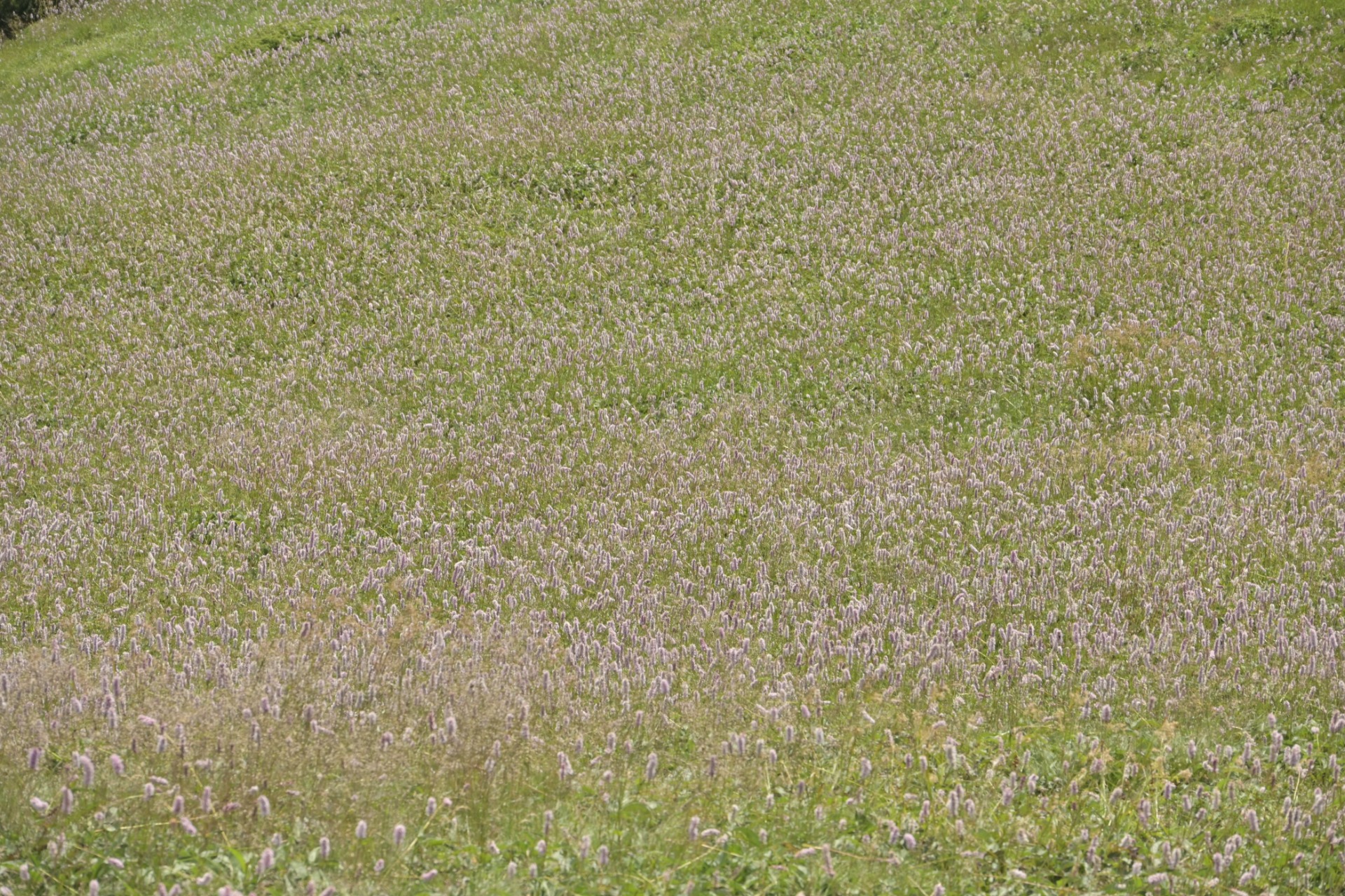 _DSC8856.JPG