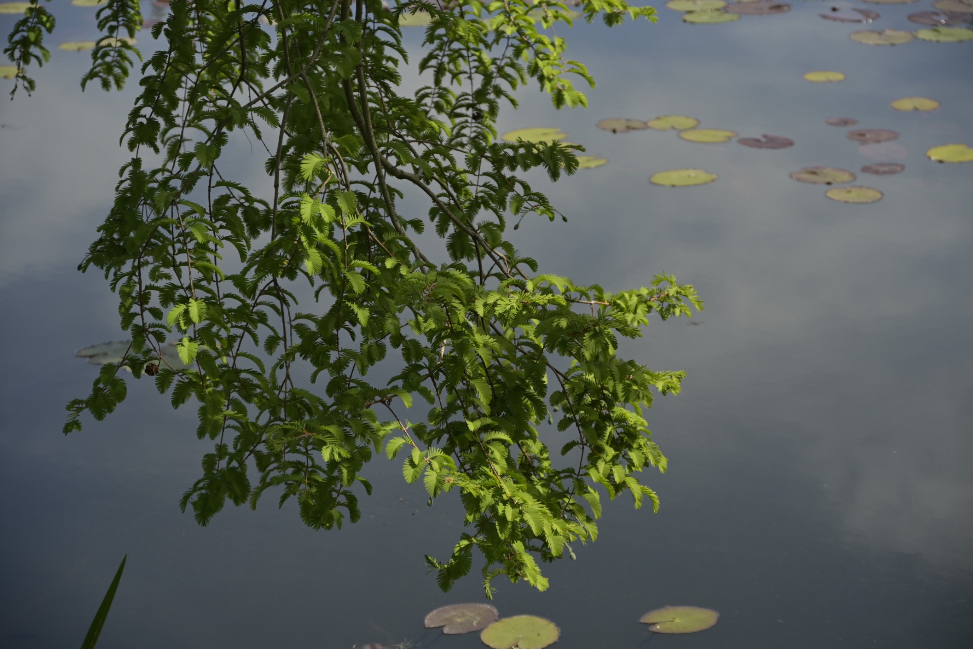 _DSC7553.JPG