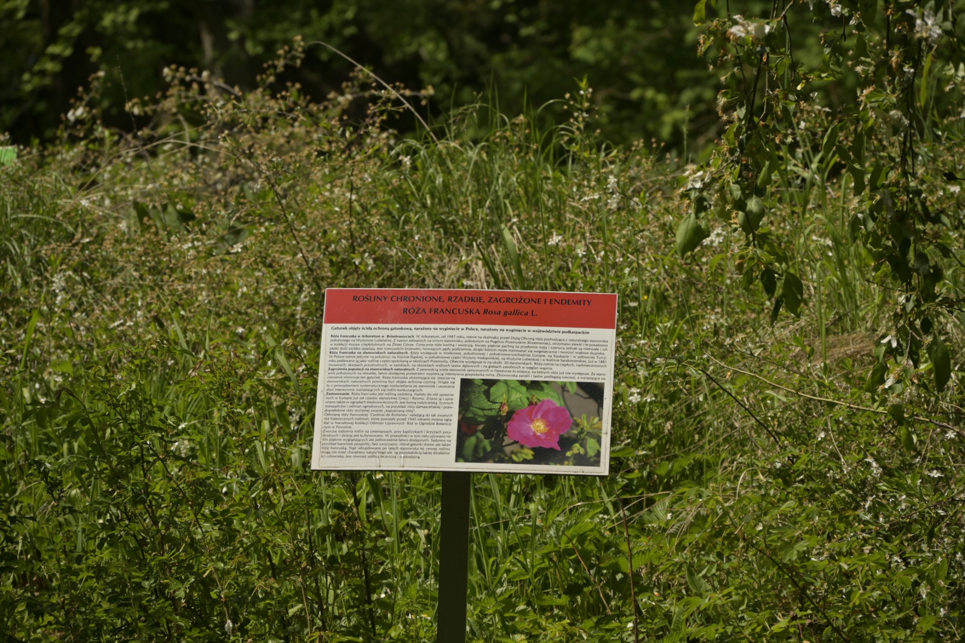 _DSC7542.JPG