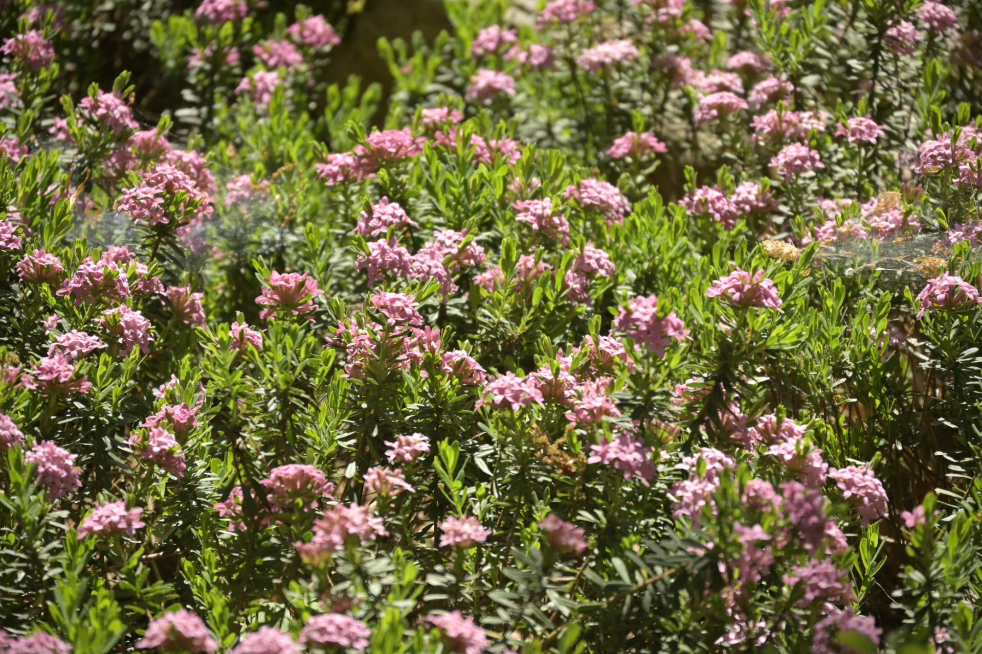 _DSC7508.JPG