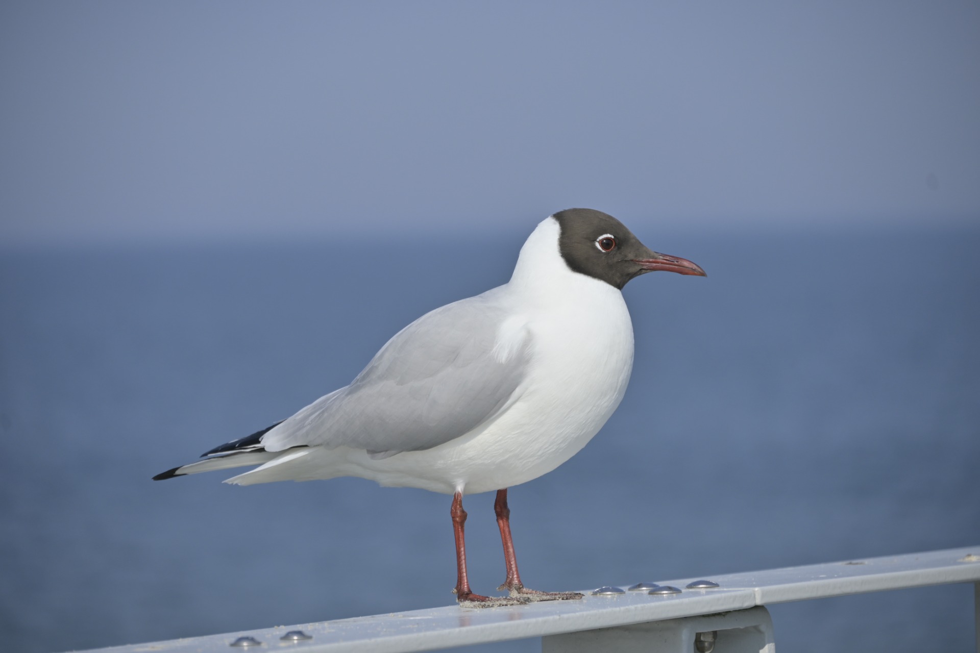 _DSC6125 — kopia.JPG