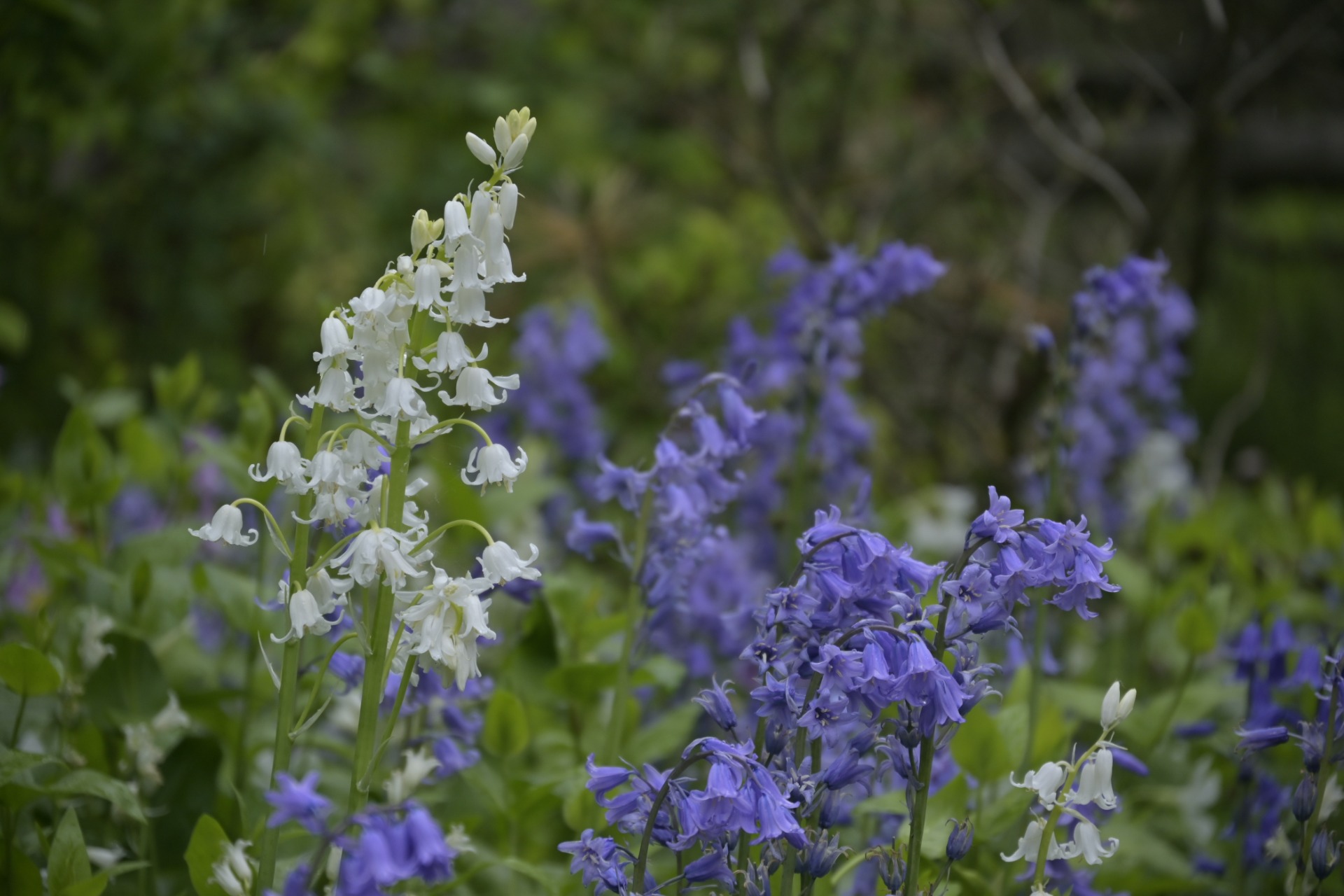 _DSC7656.JPG