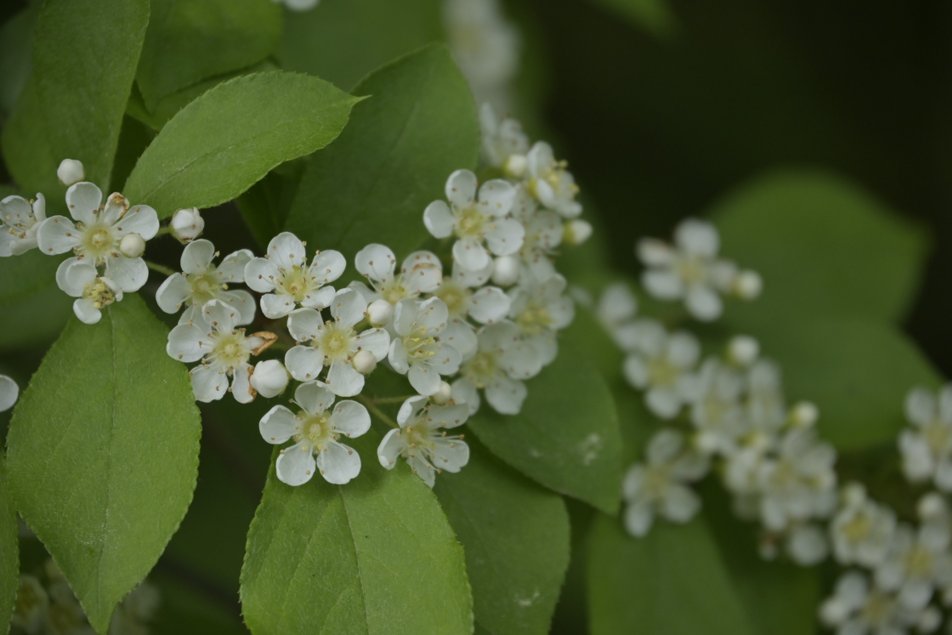 _DSC7658.JPG
