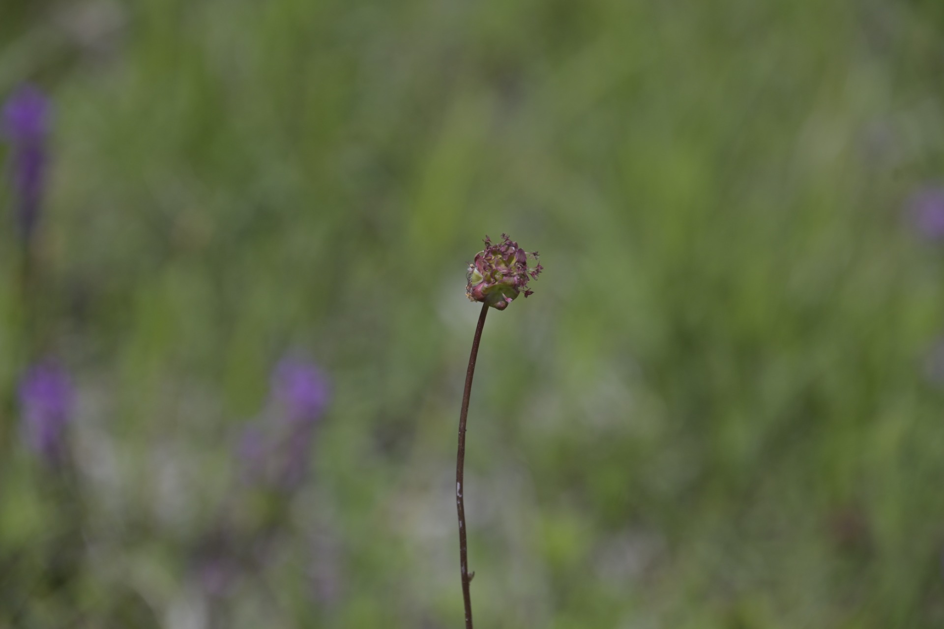 _DSC7850.JPG
