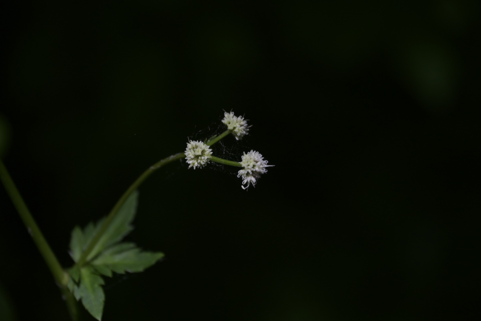 _DSC7871.JPG