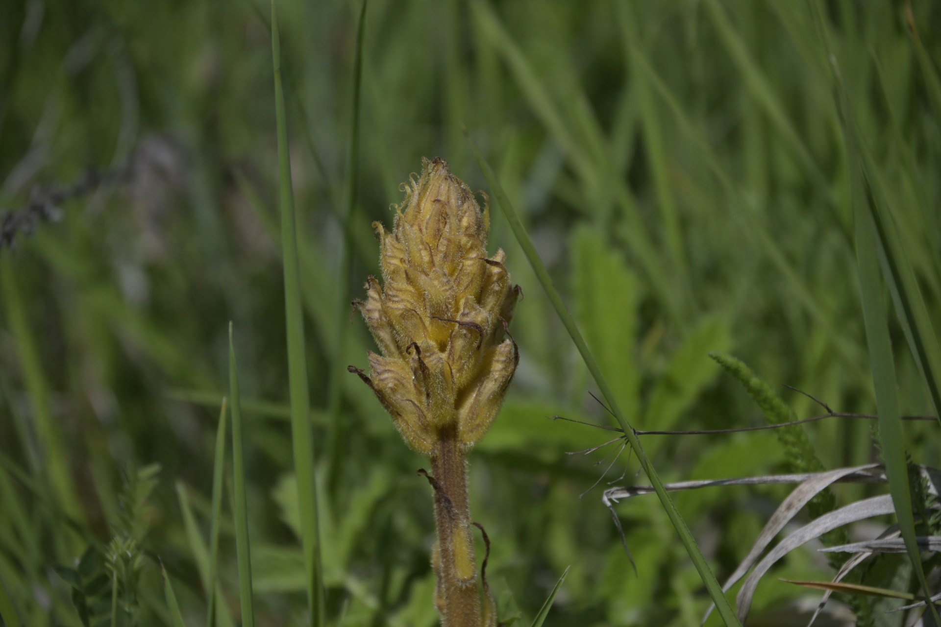 _DSC7903.JPG