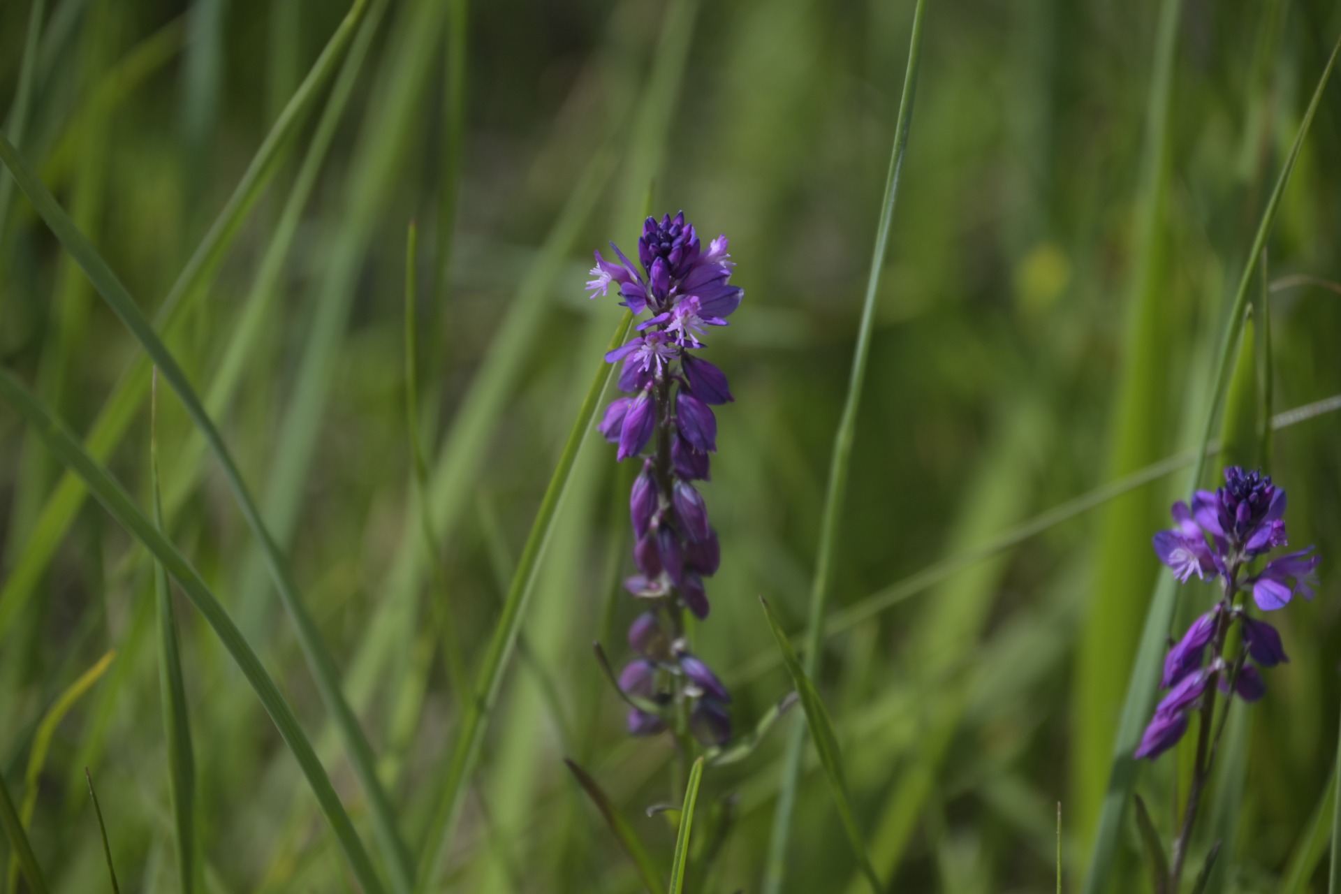 _DSC7905.JPG