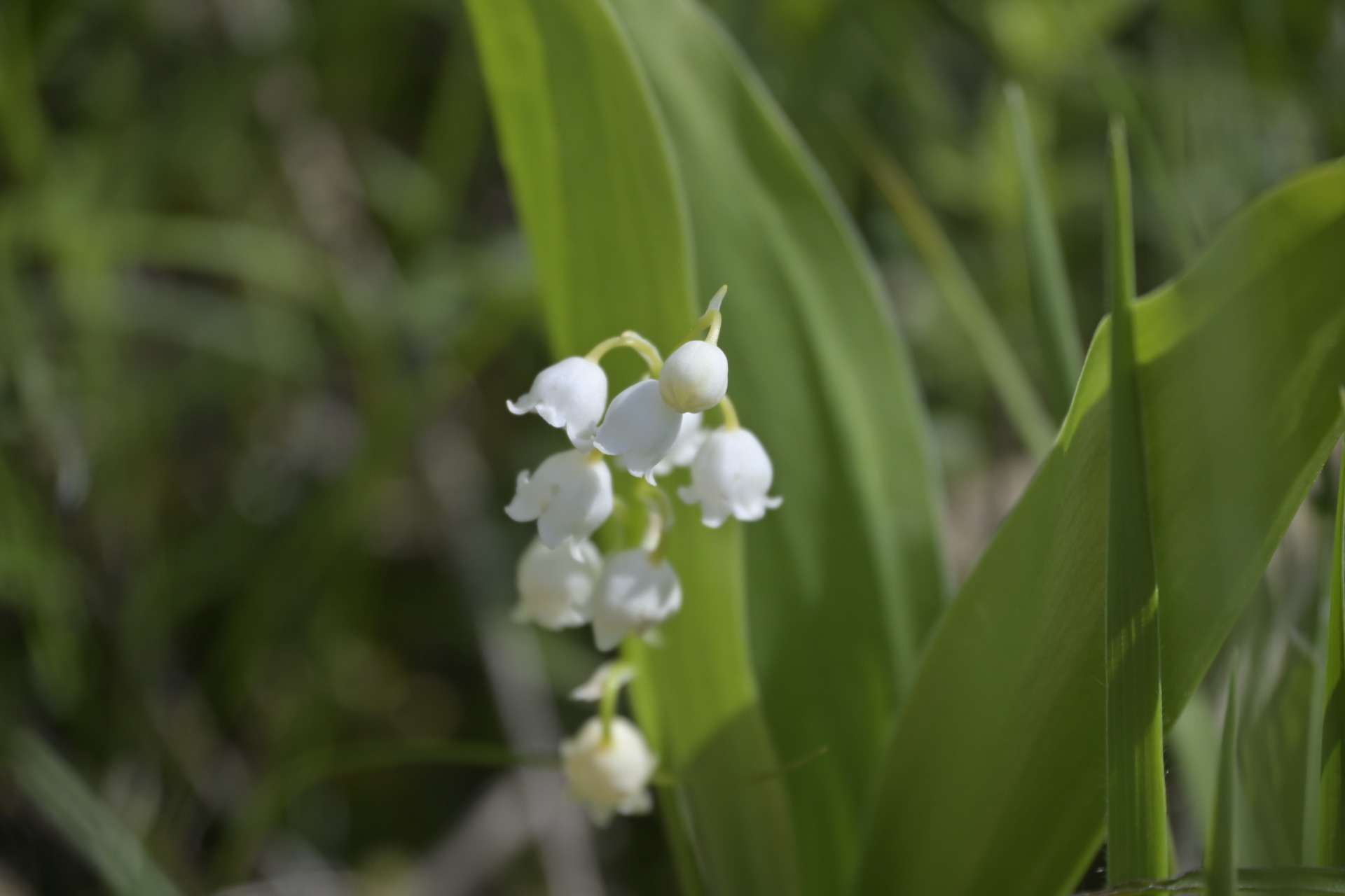 _DSC7877.JPG
