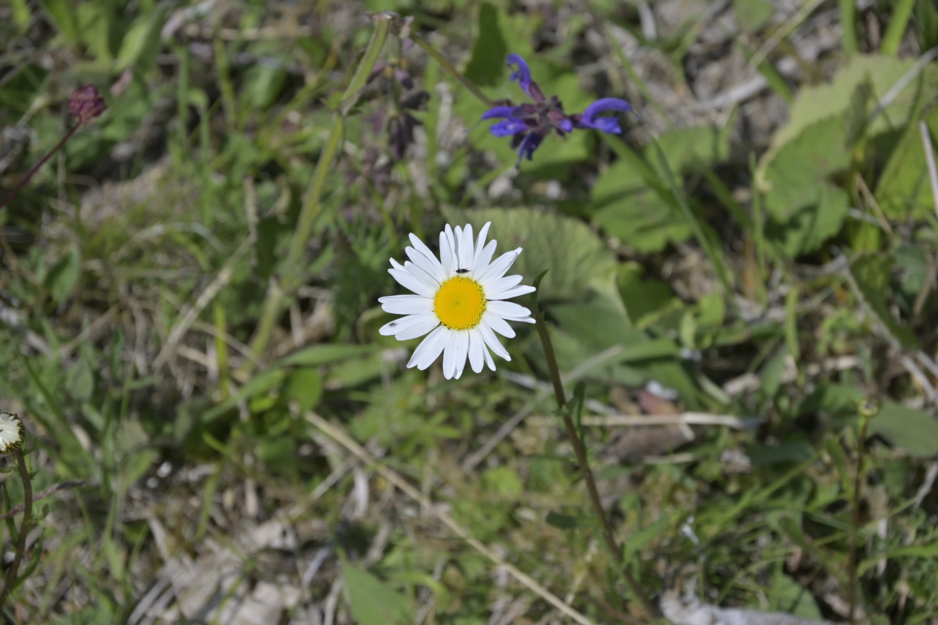 _DSC7839.JPG