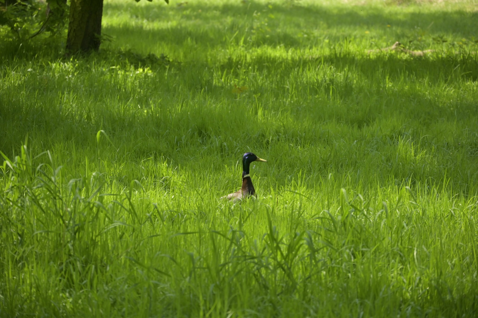_DSC7163.JPG