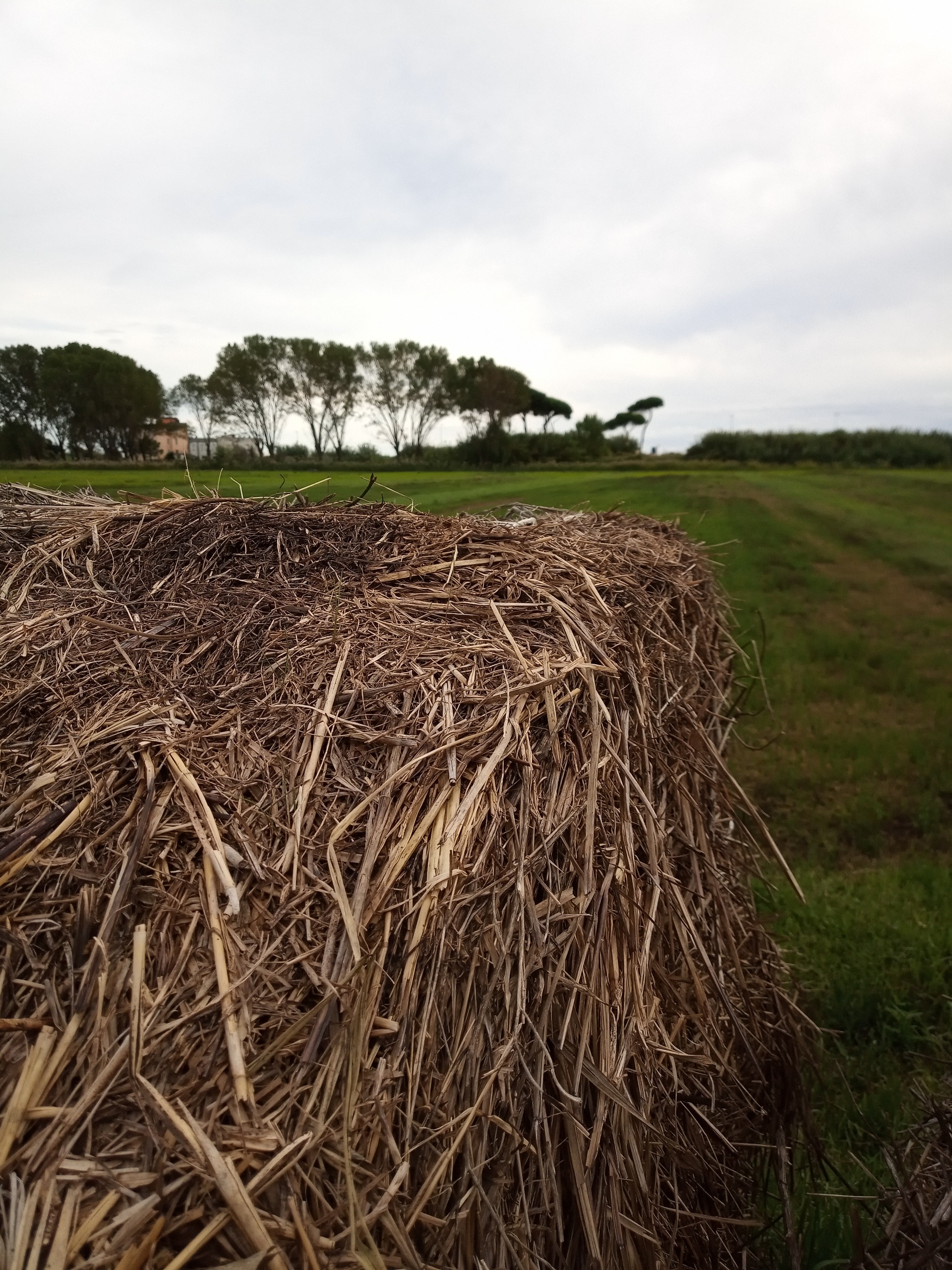 Hay Bales in the Estate